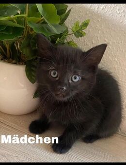 Schwarze Main coon mix katzen Babys Ulm - Ulm
