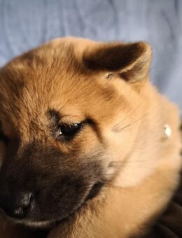 Shiba inu Welpen zu verkaufen - Langenbrettach