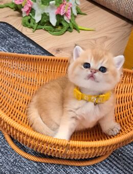 Bkh reinrassige Kitten Gold schadet - Osnabrück