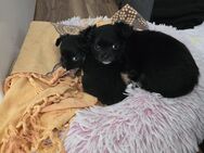 2 süße Chihuahua Welpen suchen ein Zuhause - Oberndorf (Neckar)