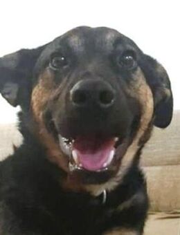 CHARLES war ganz alleine - Gefrees