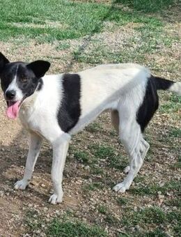 Luna - fröhlicher Wirbelwind - Dingolfing