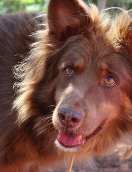 RIBO sucht eine Familie - Sandhausen