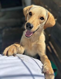 Nelio 💗 junger, verspielter Labi-Mix - Hamburg