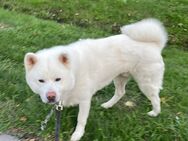 Akita Inu