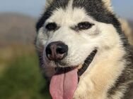 Lina sucht ein Zuhause - Linden (Hessen)