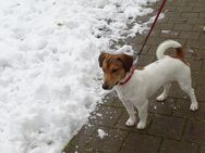 Rambo, reinrassiger Jack Russell Terrier Deckrüde - Zofingen