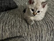 Katze zu adaptieren - Weiler (Bingen)