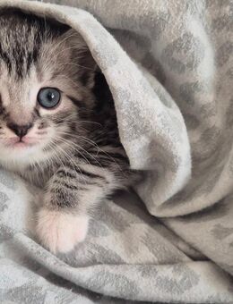 BKH Mix Kitten Katzen - Hattingen