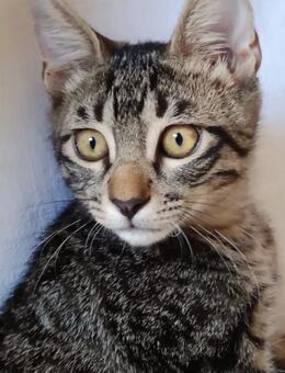 Vito aus dem Tierschutz - Grevenbroich