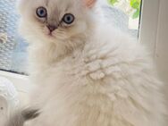 Blh Kitten Kater - Bonn Bad Godesberg