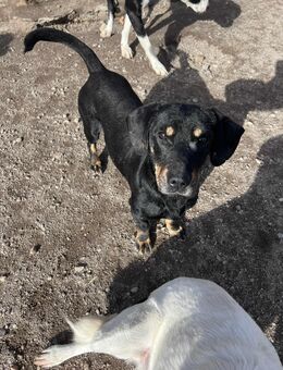 Rex sucht ein Zuhause 10.3.21 - Leipzig