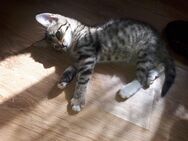 Baby Katze Sucht Neues Zuhause - Bottrop