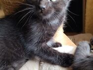 Noch 3 EKH katzenbabys abzugeben - Rommerskirchen