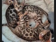 Bengal kitten dürfen ausziehen - Ankum