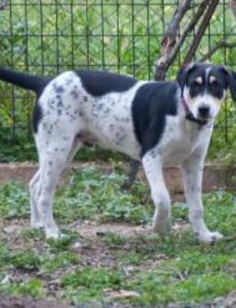 Marios sucht sein zu Hause - Krefeld