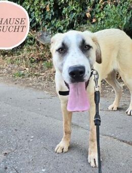 Schmusemaus ROSA sucht ihre Familie ❤️ - Saarbrücken