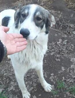 Tommy - großer & lieber Schatz - Wedel