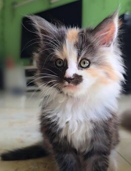Maine Coon Traum Katze / Kitten noch frei - Hagen (Bremischen)