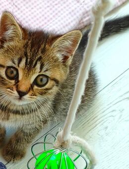 BKH Kitten - Wuppertal