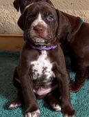 Vizsla Magyar Mix Welpen Rüden in 84555