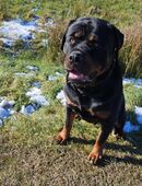 Rottweiler Rüde in 26532