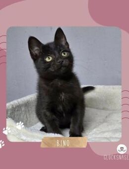 Katerchen Bino sucht sein Körbchen - Lalendorf