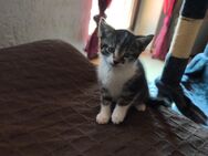 3 Katzen Jungs suchen ein gutes neues Zuhause!. - Tittling