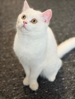 BKH Kater sucht neues zuhause - Berlin Marzahn-Hellersdorf