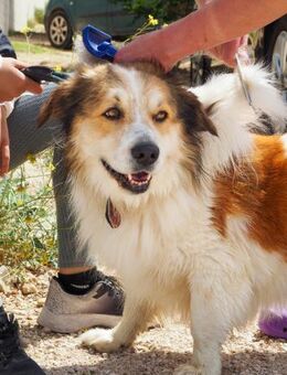 Mencho - Corgi Mini Aussie Shepard Mix - Bedburg