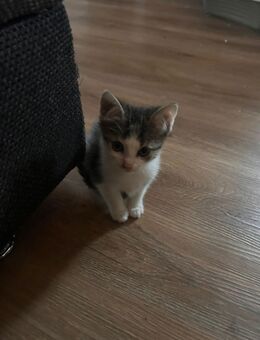 Kitten abzugeben wegen ungeplantem Zuwachs - Groitzsch