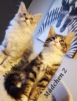 Maine coon kitten - Artern (Unstrut)