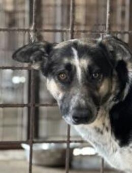 Sanfte Kyra sucht ein glückliches Leben - München