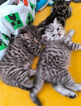 Reinrassige Whiskas Tabby BKH - Iffezheim