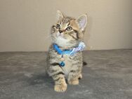 Kitten tabby bkh - Erkrath (Fundort des Neanderthalers)