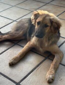 🐶💛 Claire sucht ein Zuhause 🐶💛 - Freilassing