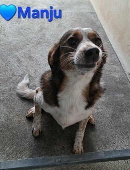 Manju - ist ein freundlicher Hund - Höchst (Odenwald)
