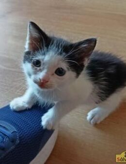 Kittenmädel Daniela sucht Spielkumpel - Bad Camberg