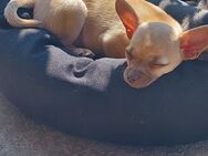 Chihuahua Welpe, reinrassig, kurzhaar, weiblich - Merseburg