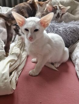 Siam kitten - Berlin