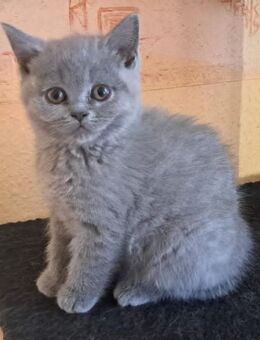 Wunderschöne Britisch Kurzhaar Kitten - Bönebüttel