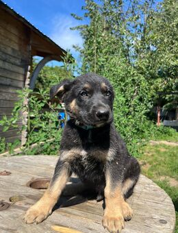 Deutscher Schäferhund Welpen - Speyer