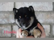 Shiba Inu Welpen - Billigheim