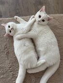 BKH junges Paar abzugeben in 44328