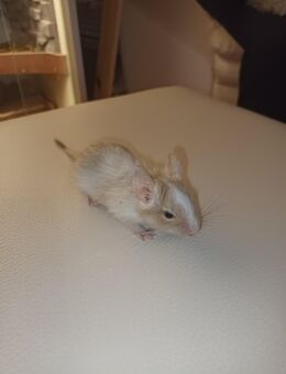 Degu Babys - Wittenburg