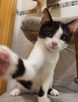 Zwei Katzenmädchen suchen ein liebevolles Zuhause - Eschweiler