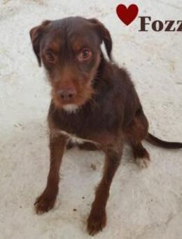 Fozzy wartet auf dich - Stein-Wingert