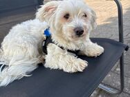 Malteser Hund - Rödermark