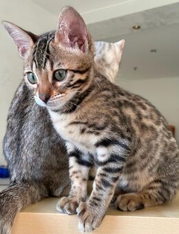 Zauberhaftes Bengal Kätzchen Reinrassig Abgabebereit Charcoal mit Champion Linie - Werther (Westfalen)