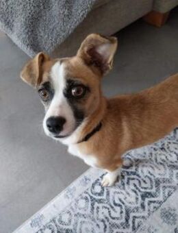 Jyta 35 cm (Pflegestelle) - Alpenrod